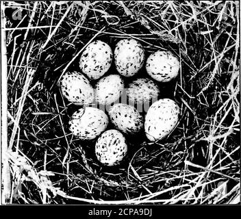 . Dix ans de jeu. Ho était très bien en effet jusqu'à son expérience, butla majorité des gardiens serait inutile si mis à traiter avec les oiseaux entraînés. Le gardien de tête de l'une des plus grandes propriétés du Hampshire a été un coup de feu terrible ; il était si mauvais qu'il a été obligé de cracher ou de snar, ou de tout autre pocher, la plus grande partie du jeu qu'il était censé tirer pour hisemployeurs larder. Après un temps, il a commencé à benoised à l'étranger par les dames de la cuisine que les marques de tir étaient rarement à trouver sur le jeu. Cela, bien sûr, n'a pas aidé le gardien à tirer n'importe quoi de mieux, mais à protéger hi Banque D'Images