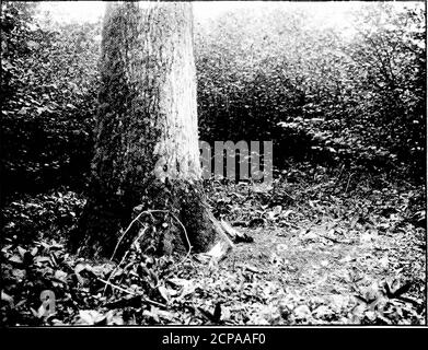 . Dix ans de jeu . Les Cubs interrompent la fête... Aire de jeux pour petits. LES RENARDS ET LA QUESTION ÉTERNELLE 179 à travers l'hiver, et aussi dans les bois, à l'intérieur de yards de roosting-arbres idéaux. Beaucoup de morningsare misty pour certains pendant longtemps après les faisans ont humedown de la roost, et les brouillards couvrent beaucoup de mauvais actes offensifs. Une autre erreur qui semble être popularis que les oiseaux de gibier assis sont à l'abri des renards tillleurs oeufs sont sur le point d'éclosion, parce que, il est supposé, les oiseaux ne donnent pas de tillthen de parfum. Il est évident que le risque par l'arnaque d'un oiseau assis tranquillement sur ses oeufs n'est pas Banque D'Images