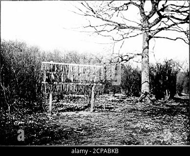 . Dix ans de jeu . Naturellement .les stoats momifiés, après dix ans d'exposition à tous les temps.. Hache ORDINAIRE. VERMINE ET LE PIÉGEAGE 87 elle, en vue d'une photographie, j'ai vu avant Igot près du nid que quelque chose était radicaallymal. Stoats, je me suis dit, et j'ai eu un regard. Ils n'avaient pas interféré avec les œufs, qui, bien sûr, étaient gâtés. Je pouvais voir où l'herbe douce avait été pressée de côté dans les sillons, les spoilers avaient passé leur tournée de destruction.après dans leur sillage, j'ai vu où ils s'étalent comme si la proie de scenting, ou avait suspendu pour profiter d'un gambol à travers Banque D'Images