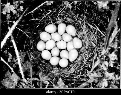 . Dix ans de jeu . Partridge sur son nid. (Une exposition de 0 secondes). OFF pour alimenter. PARTRIDGES 49 gourmand peut pousser contre la partridge—-que sur la table il est trop petit. Même cette carence donne beaucoup d'expiation pour dans la saveur; alors qu'il n'est aucune loi pour empêcher quiconque manger cinq accolades ormore oiseaux à un repas. La seule faute que le thesportsman trouve avec le partridge est qu'il vole parfois trop vite. Ici, le remède est clairement liesavec le sportif. Une autre raison de souligner le boom toujours présent des crêtes est la récente LandTenure Act. Bien que, dans l'équité commune Banque D'Images