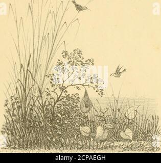 . Nidification des oiseaux en Inde. Un calendrier des saisons de reproduction, et un guide populaire des habitudes et des hunts des oiseaux. Illustré . il a marbré la chouette de bois, l'amadavat indien, le vert ama-davat, et la colombe de tortue Sykess ont tous été pris ; et parmi les oiseaux qui commencent à jumeler et à construire ce mois-ci mai être mentionle faucon shaheen, l'aigle de pêche à la queue de bar (peut-être, mais cette requiresconfirmation), le crag dusky martin, la munia à dos blanc, et la colombe de tortue theruddy. Dans le sud de l'Inde, les oeufs de l'aigle de mer à ventre blanc, le bankite, le pic à bois au dos doré du sud, Banque D'Images