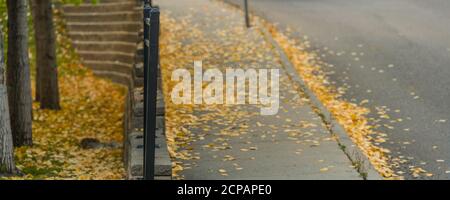 Feuilles brunes sur un trottoir de la ville et la route à l'intérieur automne Banque D'Images