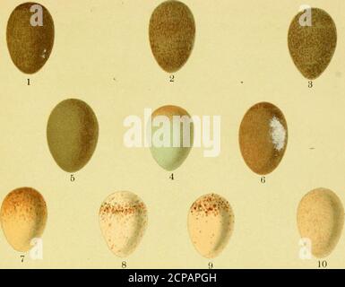 . Les oeufs des oiseaux européens . ^ jg/^h e,*- / /J / -r? y, 1 - 6 Paruline à queue de Fantail, Cisticola cislicola (Temm.). 7-9 Paruline Bonellis, Pbylloscopus bonelli(Vieill.) 10 Chiffballe sibérien, P. collybita tristis BIyth. 11-15 Nuthatch, Sitta europaeacaesia Wolf. 16-18 Paruline subalpine, Sylvia sabalpina albistriata (Brehm). 19-23 SardinanParuline, S. melanocephala (GM.). 24, 25 Dartford Warbler, S. undata (Bodd.) 26 Paruline Ã olives, Hippolais oUvetorum (Strickl). 27, 28 E. Paruline oliveuse, H. pallida (H & E)29 Paruline à bottes, H. oaligata (Licht.). 30 Paruline à champ de palettes, Acrocephalus agricola Banque D'Images