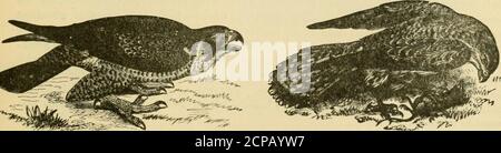 . La clé pour les oiseaux nord-américains. Contenant un compte rendu concis de toutes les espèces d'oiseaux vivants et fossiles actuellement connues du continent au nord de la frontière mexicaine et des États-Unis, y compris le Groenland et la Basse-Californie, avec lesquelles sont incorporés ornithologie générale: Un aperçu de la structure et de la classification des oiseaux; Et Field ornithologie, un manuel de collecte, de préparation et de conservation des oiseaux . Figure 373. — A(de Michelet.) noble Falcon.. Figure 374. — Faucon pèlerin, considérablement réduit. (Fromrenney, d'après Wilson.) Figure 37.5.—Kestrel Fali^on. Comme notre Sparrow-hawk(T/nnunnt^i Banque D'Images