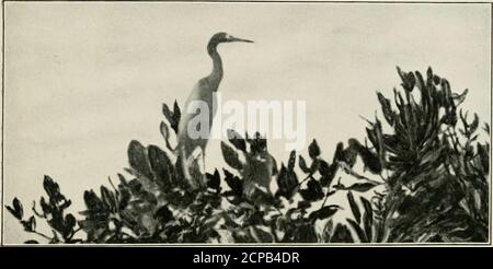 . Ailes sauvages; aventures d'un chasseur de caméra parmi les plus grands oiseaux sauvages d'Amérique du Nord sur la mer et la terre . JEUNE ROSEATE SPOONHILLS EN NID. ADULTE PETIT HÉRON BLEU, DU CHAPITRE IV DU BATEAU LA GRANDE ROQUERIE CUTHBERT pour cette indignation j'ai entendu l'oiseau pauvre dire mille bourragePour le vent, qui, sur ses ailes, au gardien du skyBore son cri mélancolique. De Villegas, traduit. IL Y A ENVIRON quinze ans, les chasseurs de panache ont su que quelque part dans le grand marais de mangrove^ près de l'extrémité sud de la Floride était une verylarge rookery, ou colonie de reproduction, de hérons, aigrettes Banque D'Images