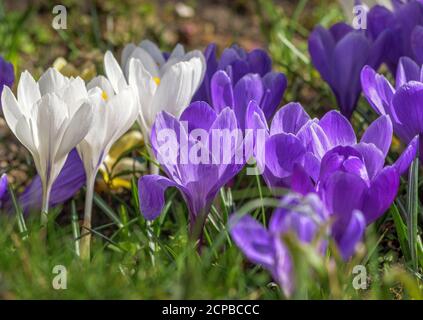 Hérauts du printemps, crocuses en fleurs au printemps, Crocus, Bavière, Allemagne, Europe Banque D'Images