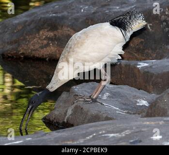 Blanc australien Sacred ibis, Threskiornis molucca, debout sur des rochers avec bec ouvert et eau potable de la piscine Banque D'Images