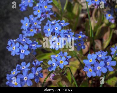 Forêt Forget-me-nots (Myosotis sylvatica), 'Bluesylva', Bavière, Allemagne, Europe Banque D'Images