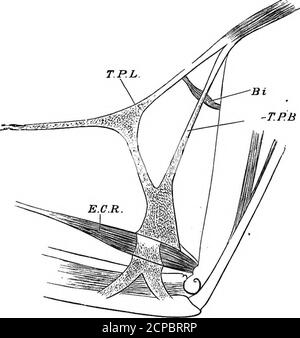 . La structure et la classification des oiseaux . au moins un oiseau limoneux. En eux (voir ci-dessous) un ou deux tendons délicats proviennent du tendon de long près de l'insertion sur le ventilateur patagial, et de courir obUquelyvers l'arrière et vers le bas pour être attaché sur la surface dorsale du bras avant— le côté inverse, c'est-à-dire, à celui auquel sont attachés les autres tendons qui forment ensemble le tensor patagii brevis. Chez certains oiseaux, par exemple certains passereaux, le tendon de la STEUCTURE de 84 ET LA CLASSIFICATION DU tensus DES OISEAUX sont renforcés par un glissement musculaire se terminant par l'atendon qui est plus Banque D'Images