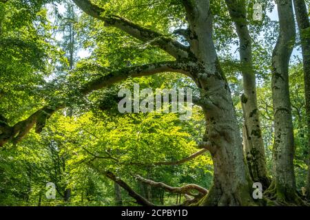 Grand hêtre commun (Fagus sylvatica) dans la forêt, Bernried, Bavière, Allemagne, Europe Banque D'Images