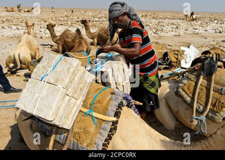 Exploitation traditionnelle du sel au lac de sel d'Assale. Afar Shepherd charge un dromadaire avec des plaques de sel d'un poids individuel de jusqu'à 7 kg, à Banque D'Images