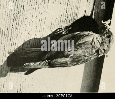 . Oiseaux américains, étudiés et photographiés de la vie . 11 deux études en bleu 165 cas J'ai connu que les Jays vaient largement sur le blé et d'autres grains. Dans tout l'est, le bluebird est connu comme le précurseur du printemps. Les bluebirds sont les premiers à se retourner, et ils apportent le printemps avec eux. Mais dans l'Ouest, où les hivers ne sont pas si froids, quelques alwaysrestent l'année autour. Ils sont ensemble dans de petits flockspendant la journée et dorment ensemble la nuit. Un autre soir, j'ai vu quatre se rassembler dans l'une de mes boîtes à oiseaux.pendant les jours difficiles de la pluie et de la neige, ils étaient con-tingally ensemble, et re Banque D'Images