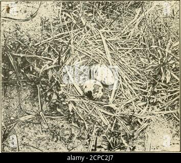 . Le bulletin Wilson . oticed. Dendroica aestiva.—Paruline jaune. Assez commun dans la ville. Seiurus aurocapillus.—oiseau-four. Abondant. Seiurus motacilla.—la Grive-eau de la Louisiane. Deux vus, evi-de près de leur nid. Geothlyphes trichais.—gorge jaune du Maryland. Commun. Icteria virens.—Chat à la poitrine jaune. Commun. Setophaga ruticilla.—American Redstart. Commun; nid en cours de construction trouvé. Galeoscoptes carolinensis.—Catbird. Abondant.*Toxostoma rufum.—Thrasher brun. Quelques-uns ont noté. Thryothorus ludovicianus.—Carolina Wren. Assez tolérable com-mon. 88 le Bulletin Wilson—No 52. Troglodytes a Banque D'Images