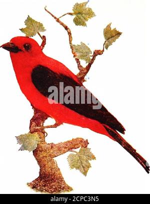 . Oiseau monde; un livre d'oiseau pour les enfants . e les hiboux plus grands vivent dans les bois profonds, et le hurlement est fort et souvent terrifiant pour ceux qui le ferme. Dans le nord gelé vit la chouette des neiges, dont les plumes brunâtres deviennent presque blanches en hiver.sur les plaines occidentales vit un curieux membre de la famille, la chouette des terriers. Sa maison est une terrow, souvent la maison déserte d'un chien de prairie. La chouette a longtemps été beaucoup maltraitée et attachetée pour son péché mode de vie. Ce n'est que récemment que les thatpeople ont découvert combien bon la plupart des hiboux font.Many hiboux ont été abattus et leurs estomacs ouverts, mais au lieu de cela Banque D'Images