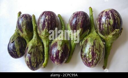 Brinjal organique indien isolé sur fond blanc plat avec foyer sélectif. Banque D'Images