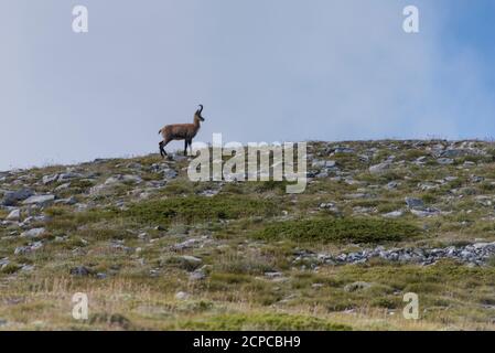 Chamois (Rupicapra rupicapra) dans le parc national du Mont Olympe Banque D'Images