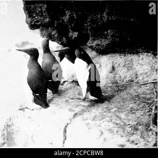 . Errances d'un naturaliste . Razorbills en conclave. Guillemots: Une toilette de loisirs. Une île Hebridean et ses oiseaux est parfois assombrie par eux comme ils nagent et se baignent eux-mêmes d'un matin d'été. Le plus important est le puffin. Il me semble toujours de ressembler à un club-homme digne et retacheté – sans roupie, sans perturbation et prenant la vie, qu'il trouve une chose agréable, avec une philosophie rare et calme. Mais pour tout cela, la vie des macareux est pleine de dangers.des goélands à dos noir se trouvent parfois dans l'attente de lui à l'entrée de son terrier et bondit sur le lucklessbir Banque D'Images