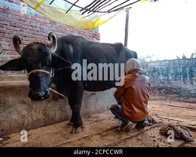 DISTRICT KATNI, INDE - 04 JANVIER 2020 : un agriculteur laitier indien qui traite ses buffles dans sa ferme laitière locale, une scène agricole asiatique. Banque D'Images