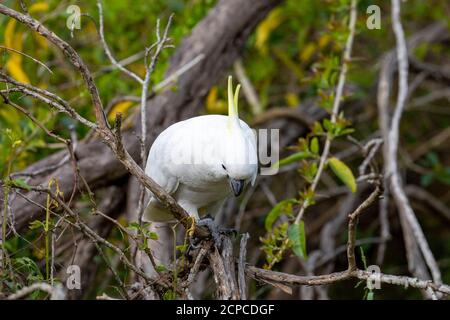 Cockatoo blanc à la crème de soufre dans le nord de Sydney, en Australie Banque D'Images