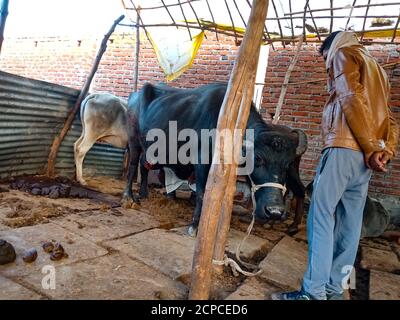 DISTRICT KATNI, INDE - 04 JANVIER 2020 : un producteur laitier inspectant des buffles dans sa ferme laitière locale, une scène agricole indienne. Banque D'Images