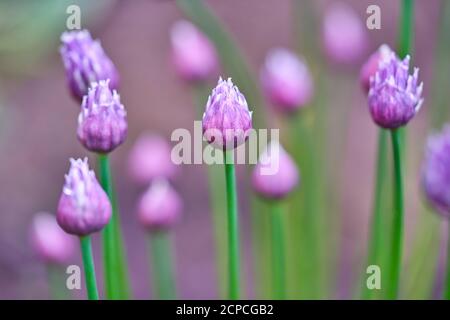 Fleurs roses pourpres de plante herbacée vivace de ciboulette dans le jardin Banque D'Images