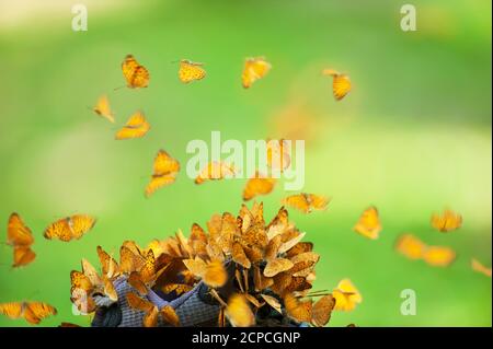 Les essaims magiques de petits papillons léopard se nourrissent de chaussures de randonnée sous la lumière du matin. Les essaims de papillons orange se nourrissent de chaussures de randonnée. Banque D'Images