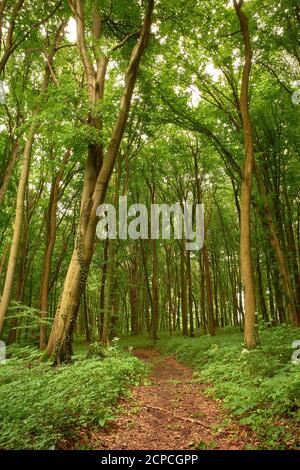 ecopath calme. Un havre de paix vert profond. Sentier forestier. Promenade sereine dans les bois. Paysage de forêt de fées. Paysage pittoresque. Hêtre commun européen Banque D'Images