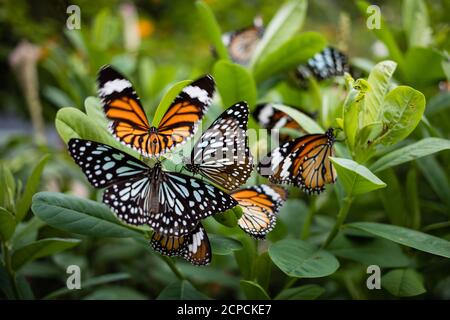 Papillon orange petit monarque (Danaus chrysippus, monarque africain, tigre commun) et Tirumala limniace (tigre bleu anglais) dans le parc de Hong Kong Banque D'Images