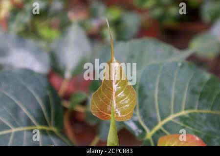 Nouvelle feuille d'arbre péepal fraîche en Inde. Petite feuille rouge orange. Banque D'Images