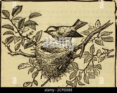 . L'Oölogiste pour l'étudiant des oiseaux, leurs nids et leurs oeufs . se datas, et une douzaine de notre dernier chèque listsand vous envoyer l'OOLOGIST QUATRE ANS de janvier I, 1905 à décembre, 1909. Valeur totale 2.90 $; pour seulement 1.45 $. Adresse ERNEST H. SHORT, directeur Oologiste, Chili, N. Y. THE ARROW MAGAZINE i BinghaLmton, New York. + 52 L'OOLOGIST. BULLETIN DU MICHIGAN ORNITHOLOGIQUE CLUB. ALEXANDER W. BLAIN. Jr., Editeur. Walter B. Barrows, J. Claire Wood, associés. À partir de 1905 le BULLETIN en-ters sur son sixième volume et sera plus d'intérêt que jamais pour l'étudiant d'oiseau.les nombreux contributifs Banque D'Images