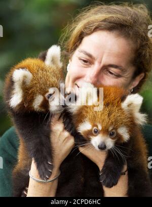 Asian Division Zoo Keeper Caroline Shemwell Holds Two Baby Red Pandas During An Outing In Their Enclosure At Sydney S Taronga Zoo In This April 7 00 File Photo Red Pandas Are Found