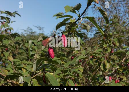 Le fruit rouge d'automne sur un magnolia (Magnolia sieboldi 'Colossus') croissant dans un jardin de forêt dans le Devon rural, Angleterre, Royaume-Uni Banque D'Images