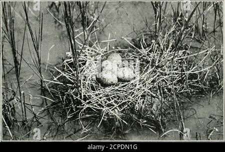 . Photos de la vie des oiseaux : sur les prairies boisées, la montagne et le marais . avec un club lourd à bout de fer, ou avec le * garrocha. Une sorte de lance courte, émoussée. Je ne savais pas que les taureaux interfèrent avec quiconque. J'ai souvent passé le tliem et je suis passé près d'eux, j'ai reporté l'appareil photo. Avithout attirant toutes les attentions indésirables.mais un soir, comme Benitez et moi-même étions à la maison, a levé sa mule soudainement et m'a fait arrêter, disant El toro (le taureau), comme un petit troupeau de vaches et de veaux, suivi d'un magnifique taureau noir et blanc, a traversé la piste quelques mètres devant nous. AN^hether thi Banque D'Images