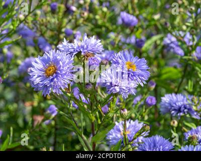 Belle fleur bleue, variété Aster novi-belgii Marie Ballard, floraison dans un jardin Banque D'Images