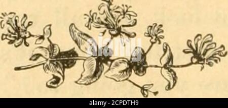 . Nichant des oiseaux dans le nord-ouest du Canada . es sont vus dans les thecars le long des chemins de fer, et la fumée des fours éperlans peut être vue à une distance au-dessus des sommets des arbres. Nous frappons maintenant à travers un pays sauvage vers le lac Sup-érior. Le paysage est beau, et dans des endroits extrêmement intéressant.nous nous déplaçons à travers les collines et les forêts rocheuses, passant des centaines de lacs qui swarm witli fisli: les forêts sont pleine de gibier, l'orignal mordly, cariboo, le cerf rouge et les ours de thelarge, et de plus petit gibier, lièvres, cygne, oies, canards, par-tridges et caille. Des animaux à fourrure, il y a le Banque D'Images