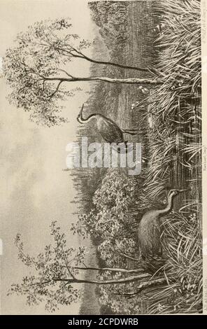 . Ootheca wolleyana : un catalogue illustré de la collection d'œufs d'oiseaux formés par le regretté John Wolley, juin . m^^^^^^^M^^i^m^ John Van VoorstjPaternosler Irow-,186S... f l» ■ V ,• fv Wolowejana.Tal.F. Banque D'Images