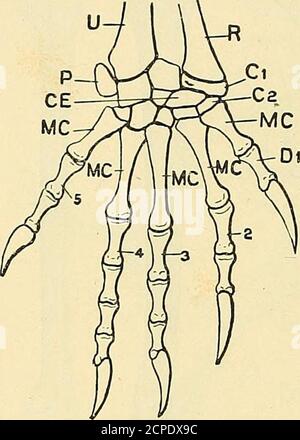 . La structure et la vie des oiseaux . Figure 3.—Tibia et Fibula de la chouette. F, fibula ; T, tibia. lo LA STRUCTURE ET LA VIE DES OISEAUX chap. Souche est mis sur eux. Le Radius est un veryslender os, l'Ulna beaucoup plus épais, avec de petites projections de butwell-marqué aux points où les grandes plumes se développent. De la rangée la plus proche des bonescarpiens il n'y a que deux (RC et UC), alors qu'il y en a trois dans le lézard ; dans l'oiseau, le petit intermédié a disparu, et aussi l'os central. Banque D'Images