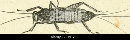 . Un système d'histoire naturelle : contenant des scientifiques [sic] et des descriptions populaires de l'homme, des quadrupèdes, des oiseaux, des poissons, des reptiles et des insectes . e dépouillés de leur verdure, la puissance de la végétation est • Acridium migratorium, Lat. INSECTA — CRICKET. 833 si grand, qu'un intervalle de trois ou quatre jours répare la calamité; mais dans le nord de l'Europe, la verdure est la décoration d'une saison; et en cas de perte, les habitants doivent attendre jusqu'à ce que le printemps qui suit répare les dégâts. Les be-sides, dans leurs longs vols vers cette partie du monde, ils sont famés par la méchanceté de leur voyage, et sont donc Banque D'Images