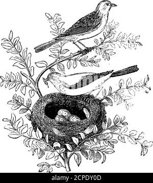 . Le fancier américain d'oiseaux; considéré en référence à la reproduction, l'élevage, l'alimentation, la gestion, et les particularités des oiseaux de cage et de maison; avec des remarques sur leurs maladies et remèdes; . CANARIES & NEST. M»- LE FANCIER AMÉRICAIN D'OISEAUX; OONSIDEBED EN RÉFÉRENCE À LA REPRODUCTION, L'ÉLEVAGE, L'ALIMENTATION, LA GESTION, ET LES PARTICULARITÉS CAG-I: ET LES OISEAUX DE MAISON; AVEC DES REMARQUES SUR LEURS MALADIES ET REIEEDIE! TIRÉ DE SOURCES AUTHENTIQUES ET D'OBSERVATIONS PERSONNELLES. PAR D. J. BROWNE, AUTEUR DU 8YLVA AUERICANA, LE CHANTIER DE VOLAILLE AMÉRICAIN, ETCO ETC Banque D'Images