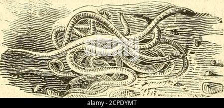 . Un système d'histoire naturelle : contenant des scientifiques [sic] et des descriptions populaires de l'homme, des quadrupèdes, des oiseaux, des poissons, des reptiles et des insectes . incrustés de grains de sable, d'orfragments de coquillages, dans d'autres solides, calcaires et homogènes. La partie greaterpart des Annelides est carnivore, suçant le sang d'autres animaux.ils sont hermaphrodites, mais exigent une imprégnation mutuelle. Cudivivier décompose la classe des Annelides en trois ordres :—1. Tubicol^, ceux dans lesquels les bronches sont sous forme de tufts, attachés à la tête ou à la partie antérieure du corps, et généralement dans des tubes. Banque D'Images