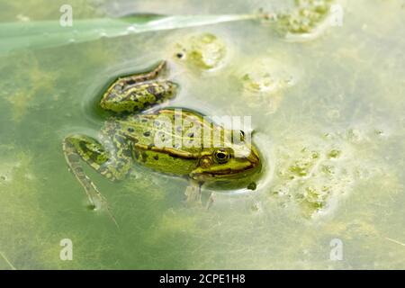 Grenouille de bassin (Pélophylax kl. Esculentus, Pélophylax esculentus, Rana esculenta) Banque D'Images