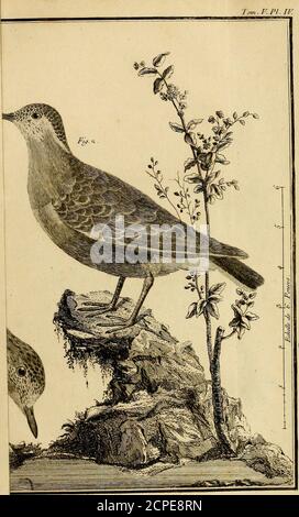 . Ornithologie, ou, méthode contentant la division des oiseaux en ordres, sections, genres, especes & leurs variétés : a lacelle on a joint a description exacte de chaque espece, avec les citations des auteurs qui en ont traité, les noms qui leur sont donnés, ces que leur ont fait don les différentes nations, et les noms vulgaires . Tom, V» M. Pebi Pluvier ou Giqipiard. Terni. F. PI. SI. Banque D'Images