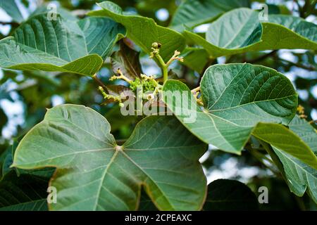 Feuilles d'arbre Khulna, Bangladesh. Banque D'Images