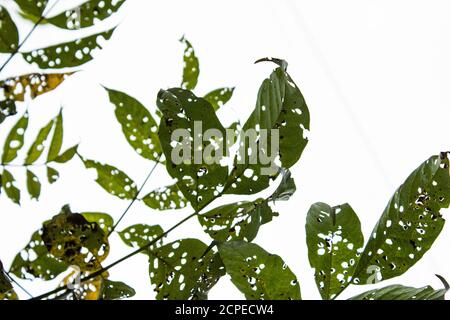 Feuilles d'arbre mangées par les insectes. Khulna, Bangladesh. Banque D'Images