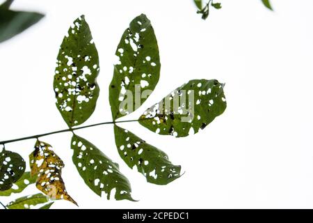 Feuilles d'arbre mangées par les insectes. Khulna, Bangladesh. Banque D'Images