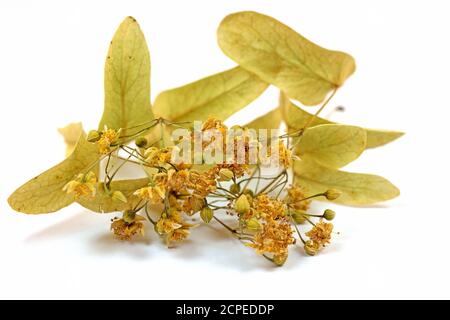 Fleurs de tilleul séchées sur fond blanc Banque D'Images