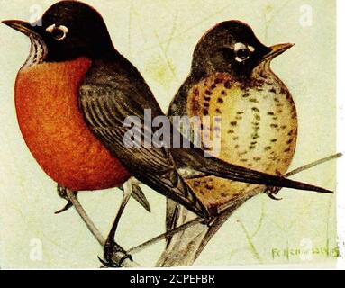 . Oiseaux de l'est du Canada . Grive ermit (p. 217). 272 A. American Robin (p. 2:17).plaque pour mineurs adultes L.. Banque D'Images