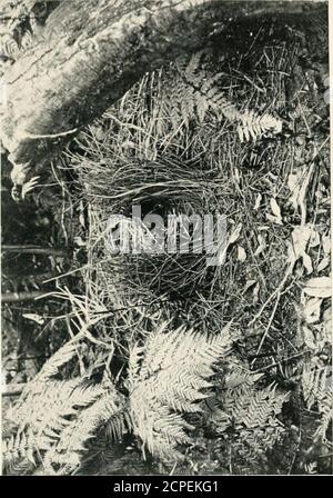 . Nids et oeufs d'oiseaux australiens, y compris la répartition géographique de l'espèce et les observations populaires à ce sujet . qui flushedout d'un groupe de GUI dans l'arbre. Lors de l'escalade, j'ai trouvé un nid soigneusement caché dans le GUI, qui contenait trois œufs frais. Le nid était construit de matériau similaire, c., à celui de l'oiseau Butcher à gorge noire (Cracticus nigrigularis i, seulement bordé de feuilles de l'eucalyptus tacheté au lieu de petites brindilles. J'ai soigneusement vidé le nid de son contenu, mais malheureusement, c'est impossible à enlever, à cause des bâtons de t Banque D'Images