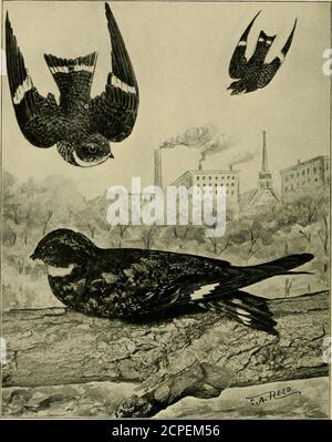 . Ornithologie américaine pour la maison et l'école . Voir mal les nighthawks dans l'actionde leur propre accord. Dans d'autres cas, si l'on en voit un, c'est généralement un voyageur tardif qui retourne chez lui ou qui a été dérangé par la retraite de son choix et obligé de chercher sa sécurité en vol. Ce sont des oiseaux sociables quand ils sont sur l'aile et presque toujours faire la chasse en petits groupes. De leur activité et du nombre de temps, la bande encerclera autour d'un champ ou près d'un étang n'importe quel wouldimagine que peu d'insectes pourraient être laissés dans leurs préincts. Maintenant, nous avons une vision à grande échelle avec toute la facilité Banque D'Images