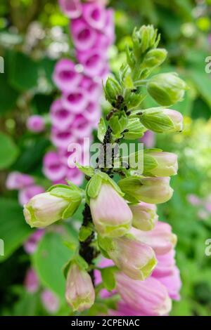 Pucerons (Aphidoidea) sur des foxgants (Digitalis purpurea) Banque D'Images